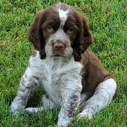 English Springer Spaniels from Wolfe Clan English Springer Spaniels