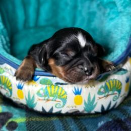 Pink Collar - Black and tan female Cavalier King Charles Spaniel puppy in Somerset, California from Cantina Labs and Cavs