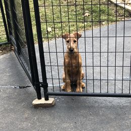 Irish Terrier Puppies from Galeway Irish Terriers