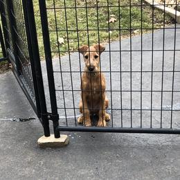 Irish Terrier Puppies from Galeway Irish Terriers