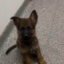 Crouton - Sable male German Shepherd puppy in Youngsville, North Carolina from Di casa Esperanza