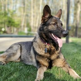 German Shepherds from Piotr's German Shepherd Dogs