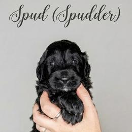 Spud (Spudder) - Black and white male Bernedoodle puppy in Brandon, Iowa from Willow Creek Farm