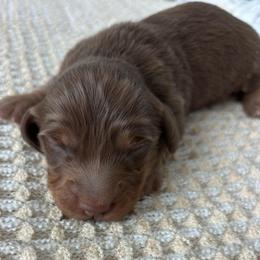 Spur - Chocolate and tan male Dachshund puppy in Nephi, Utah from Wild West Weens