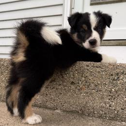 Marshall - Tri-color male Border Collie puppy in Dorr, Michigan from Pineview Farm