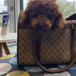 Sassy - Poodle