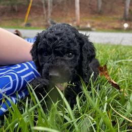 Oreo - Black male Goldendoodle puppy in Glen Daniel, West Virginia from Dani’s Doodles