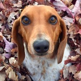 Dachshunds from Heber Valley Hounds