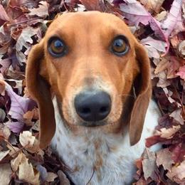 Dachshunds from Heber Valley Hounds