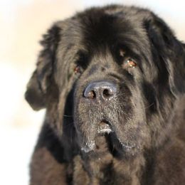 Newfoundlands from Shorepath Newfoundlands