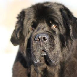 Newfoundlands from Shorepath Newfoundlands