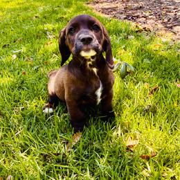 Luka - Brown and white male Cocker Spaniel puppy in Santa Ana, California from American Cocker Spaniel