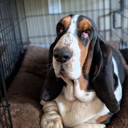 Patricia - Black brown and white female Basset Hound puppy in Nicholasville, Kentucky from The Clumsy Kentucky Bassets