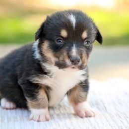 Faelan - Black and tan male American Corgi puppy in Plains, Montana from Diamond Corgis
