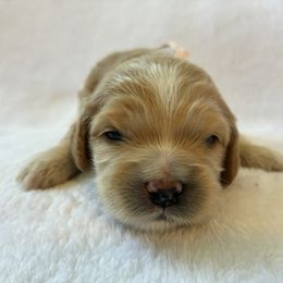 Hazel - Sable and white female Cockapoo puppy in Adrian, Oregon from ApplebyFarm