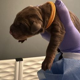 Michaelangelo - Red and rust male Doberman Pinscher puppy in Bruce Township, Michigan from Eminent Dobermans