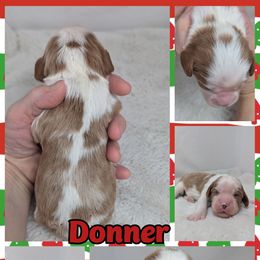 Donner - Blenheim male Cavalier King Charles Spaniel puppy in Seymour, Missouri from Painted Blessing's AKC Cavaliers LLC