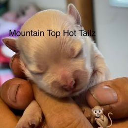 Styles - White male Morkie puppy in Taylorsville, North Carolina from Mountain Top Hot Tailz
