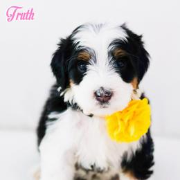 Truth - Black tri-color female Aussiedoodle puppy in Diamond Bar, California from Furrytaildoodles