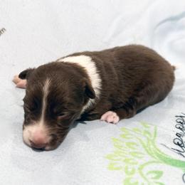 Girl 1 - female Border Collie puppy in Paris, Texas from Broadmoor Farm
