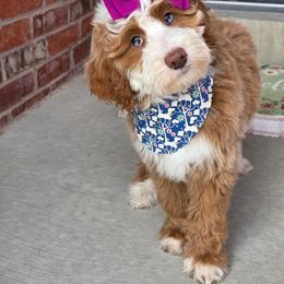 Banana Cream Pie - Red female Bernedoodle puppy in Syracuse, Utah from Island View Poodles & Doodles