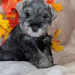 Male 2 - Salt and pepper male Miniature Schnauzer puppy in Brenham, Texas from Ashley Martinez