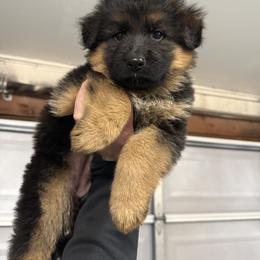 Girl 1 - Black and red female German Shepherd puppy in Battle Ground, Washington from Purebred Elite Shepherds