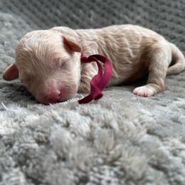 Girl 2 - Buff female Cockapoo puppy in Bedford, Iowa from Our Father’s Doodles