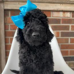 Raven - Black female Goldendoodle puppy in Pulaski, Tennessee from Doodle My Heart