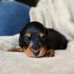 Daphne - Black and tan female Dachshund puppy in El Dorado Hills, California from Golden Hill Dachshunds