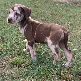 Teal collar female - Red merle female Catahoula Leopard Dog puppy in Gadsden, Alabama from Rich Cat’s