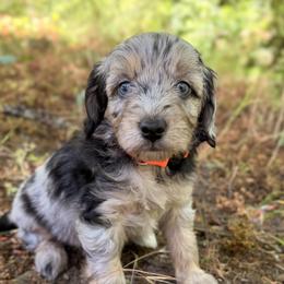 Aussiedoodle, Bordoodle, Goldendoodle, and Poodle Puppies from Korbella Farm