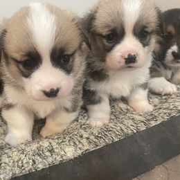 Pembroke Welsh Corgis from Stoutmeyer's Pembroke Welsh Corgis