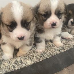 Pembroke Welsh Corgis from Stoutmeyer's Pembroke Welsh Corgis