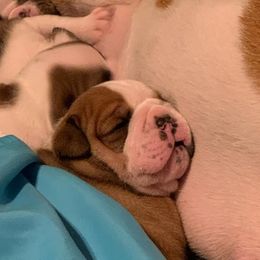Bulldogs from Happy Bulldog Kennel