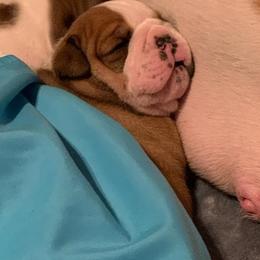 Bulldogs from Happy Bulldog Kennel