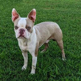 Tonka - Lilac male Boston Terrier puppy in San Antonio, Texas from JT Bostons
