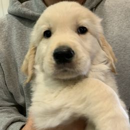 Boy 2 - Golden Retriever puppy in Michigan from Cider Ash Goldens