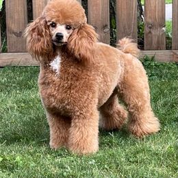 Roxy - Poodle