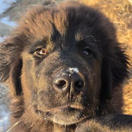 T23 Kavax - Colorado Mountain Dog puppy from Tierhaus 23