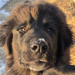 T23 Kavax - Colorado Mountain Dog puppy from Tierhaus 23