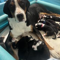 Greater Swiss Mountain Dog Puppies from Jessie Eschweiler