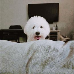 Read Description - White male Bichon Frise puppy in Kinards, South Carolina from Beloved Bichon