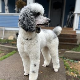 Chloe - Sheepadoodle