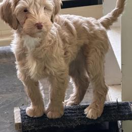 Australian Cobberdog Puppies from Mud Pies Australian Cobberdogs