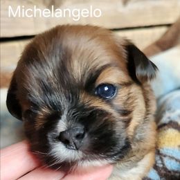 Michelangelo - Red male Lhasa Apso puppy in Jefferson, New York from Absolute Lhasa Love