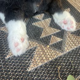 Old English Sheepdog Puppies from O’Leary’s Old English Sheepdogs