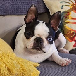 Presley - Boston Terrier