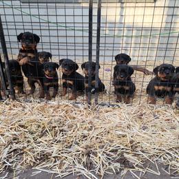 Cane Corso and Rottweiler Puppies from Hildegarde Kennels