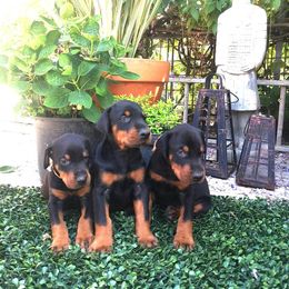 Doberman Pinscher Puppies from Schloss Velburg Dobermanns